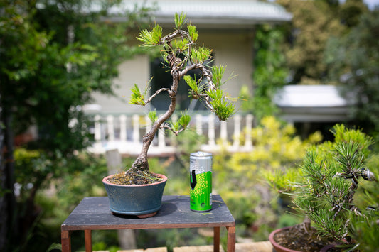 Japanese Red Pine (JRP002)