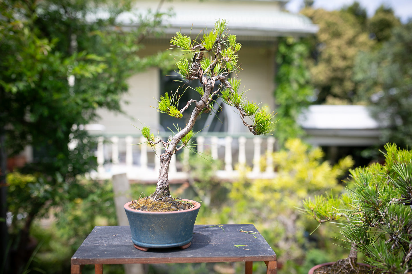 Japanese Red Pine (JRP002)