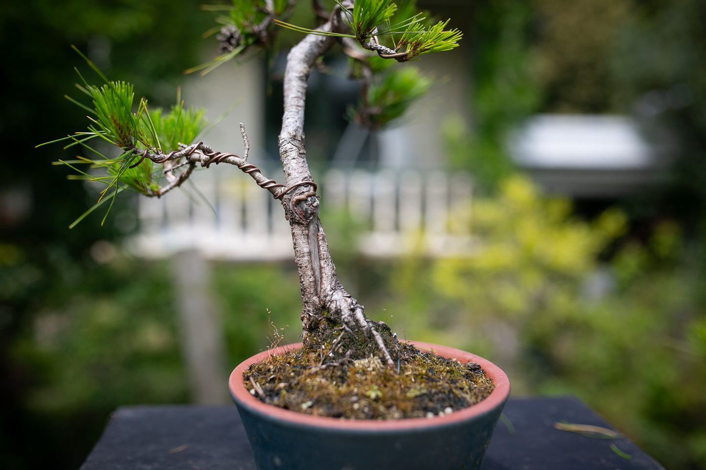 Japanese Red Pine (JRP002)