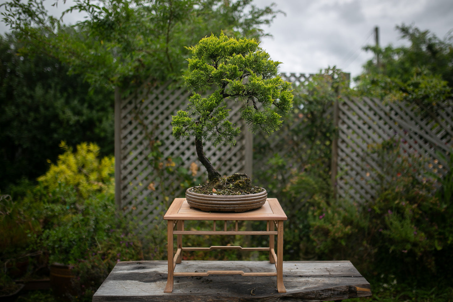 Old Juniper bonsai (LJ001)