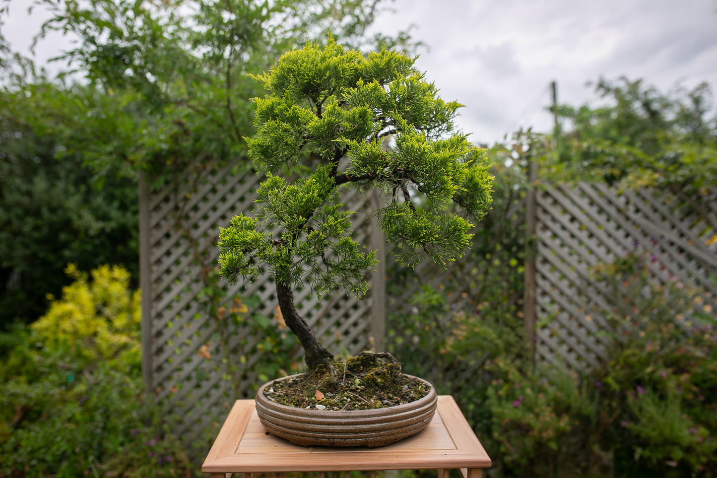 Old Juniper bonsai (LJ001)