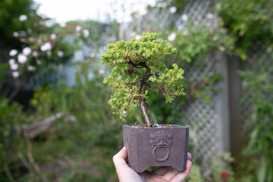 Small Juniper Bonsai (SJ006)