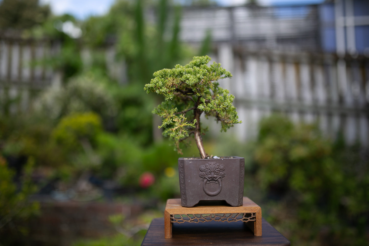 Small Juniper Bonsai (SJ006)