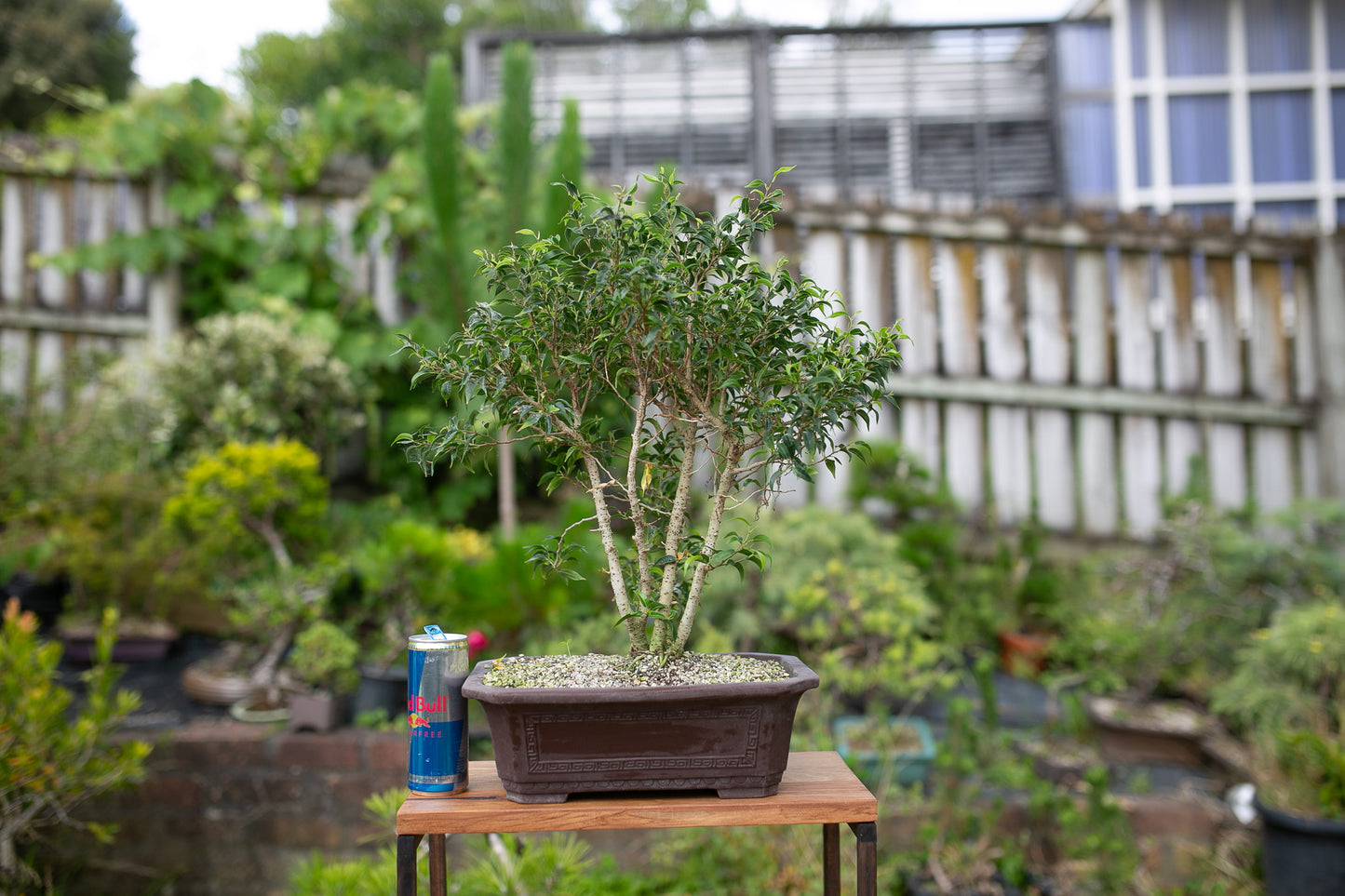Large Ficus (LF008)