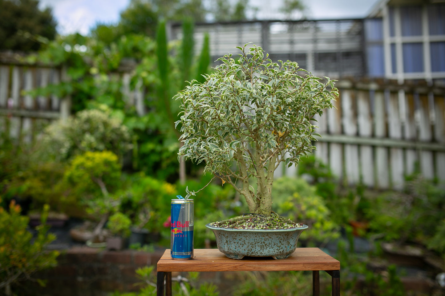 Large Ficus in NZ Ceramic (LF006)