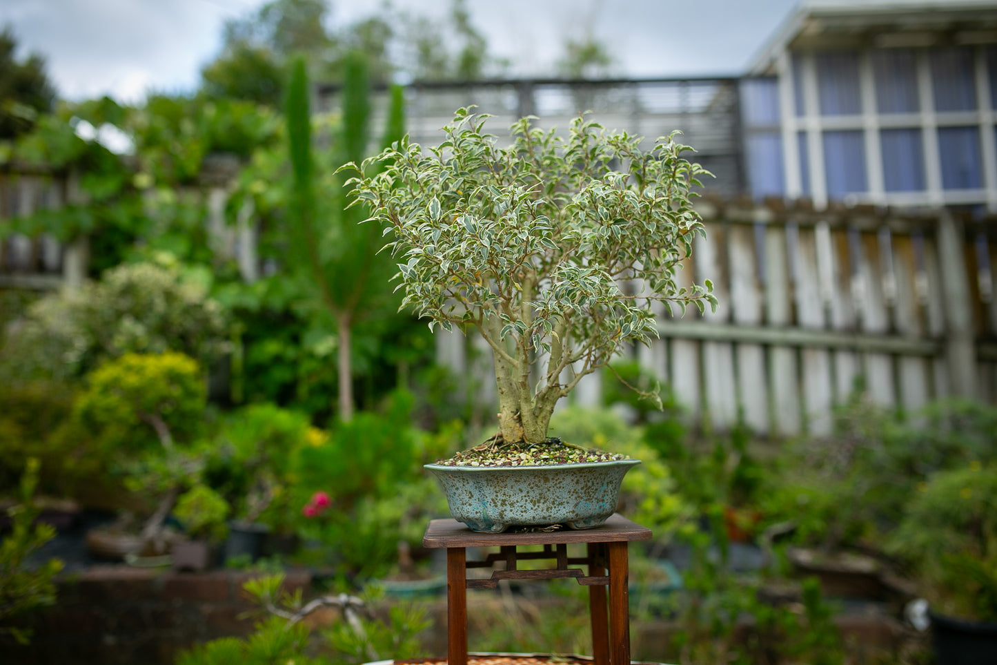 Large Ficus in NZ Ceramic (LF006)