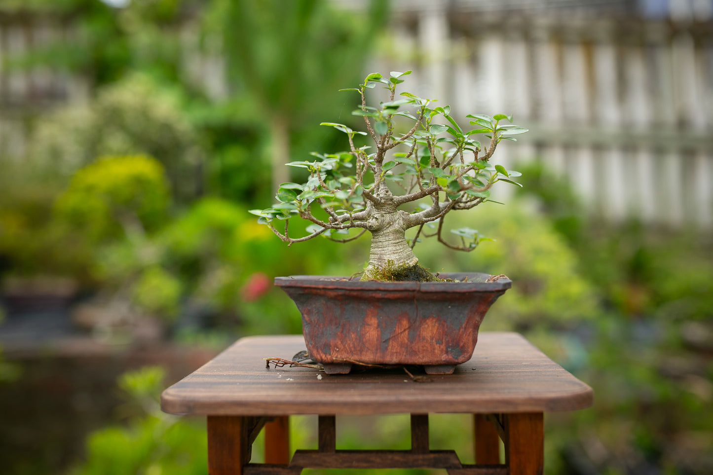 Ficus Natalensis Indoor Bonsai (FI019)