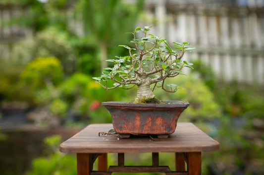 Ficus Natalensis Indoor Bonsai (FI019)