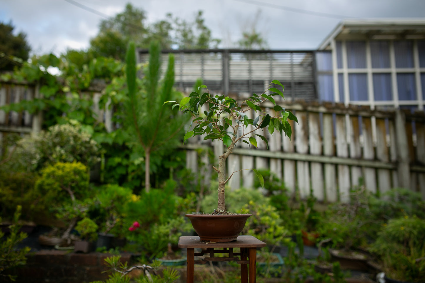 Ficus Indoor Bonsai (FI020)