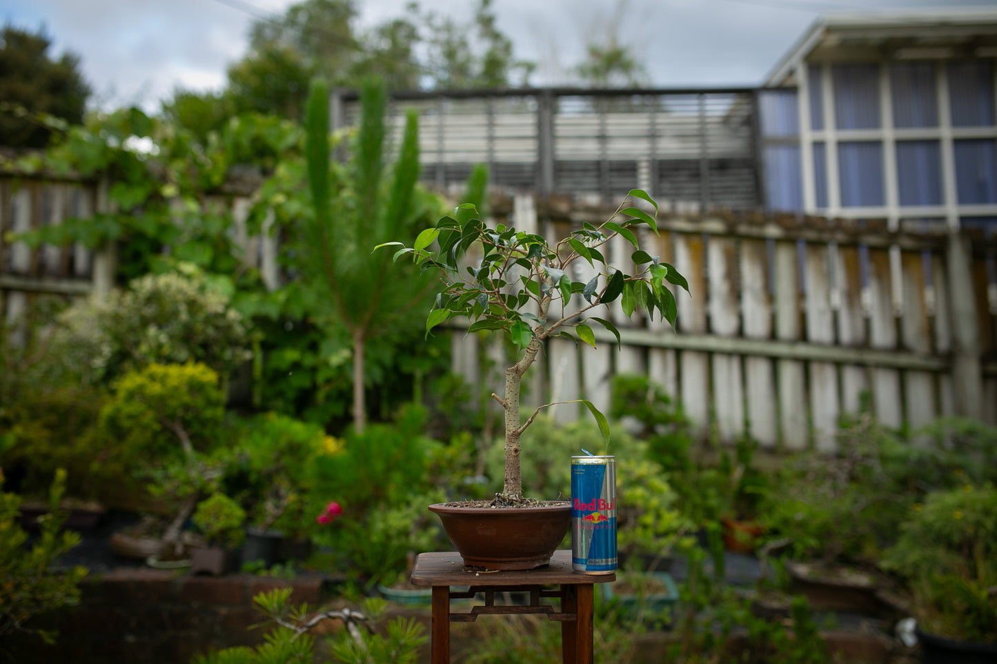 Ficus Indoor Bonsai (FI020)