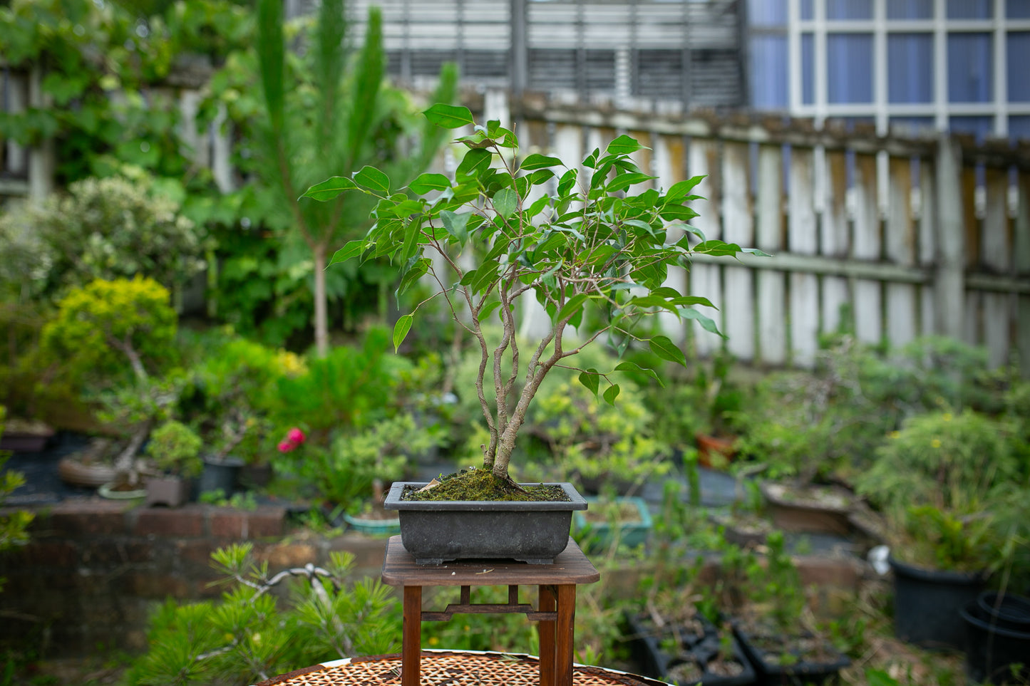 Large Ficus in plastic pot (LF007))