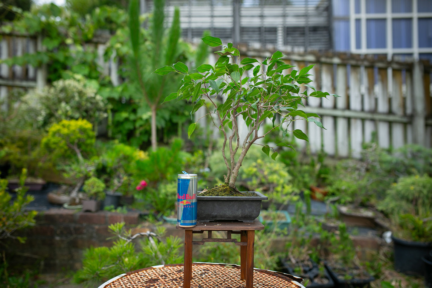 Large Ficus in plastic pot (LF007))