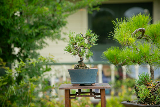 Scots Pine  (SP008)