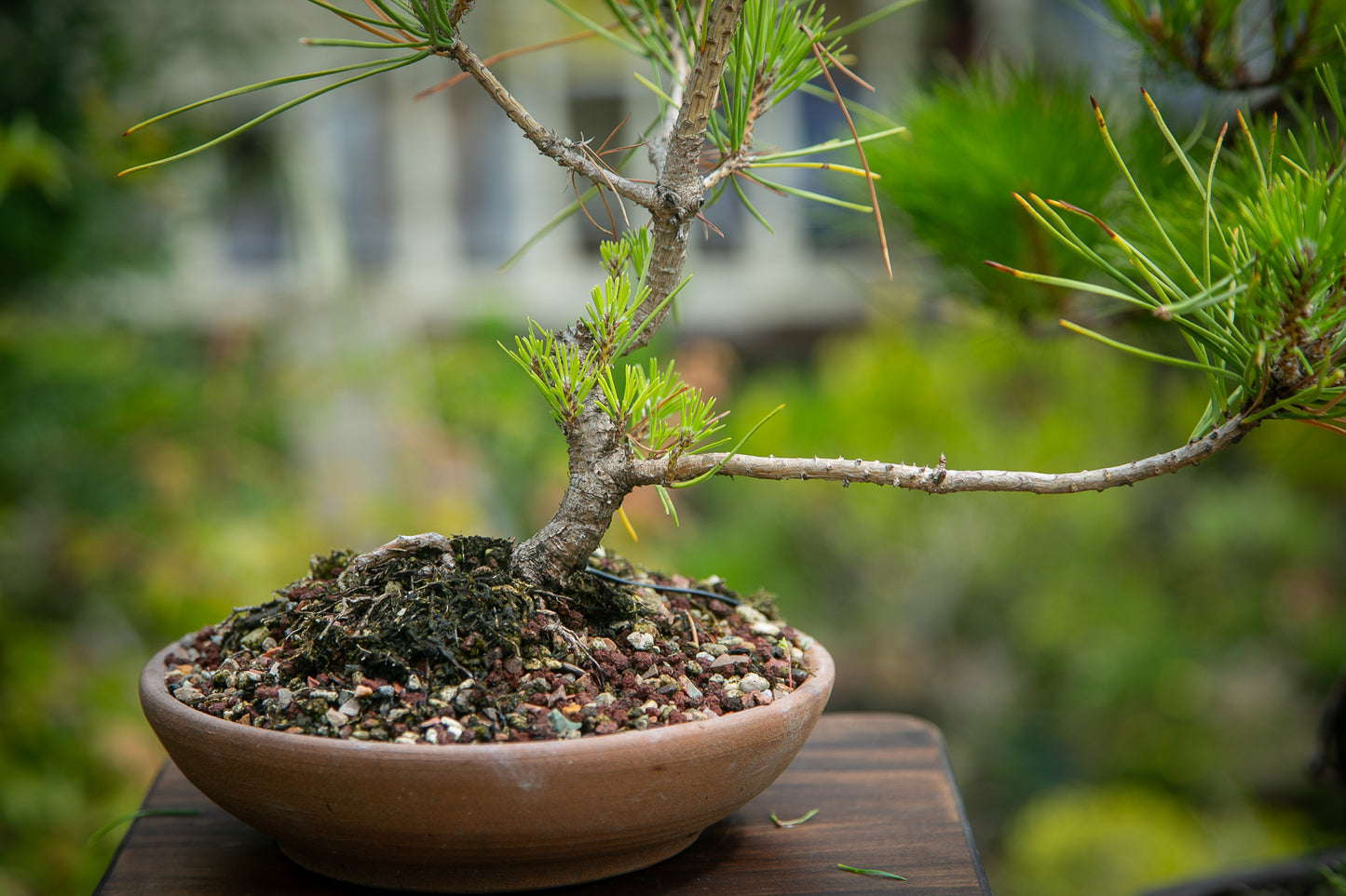 Pre-Bonsai Japanese Black Pine Bonsai (JBP013)
