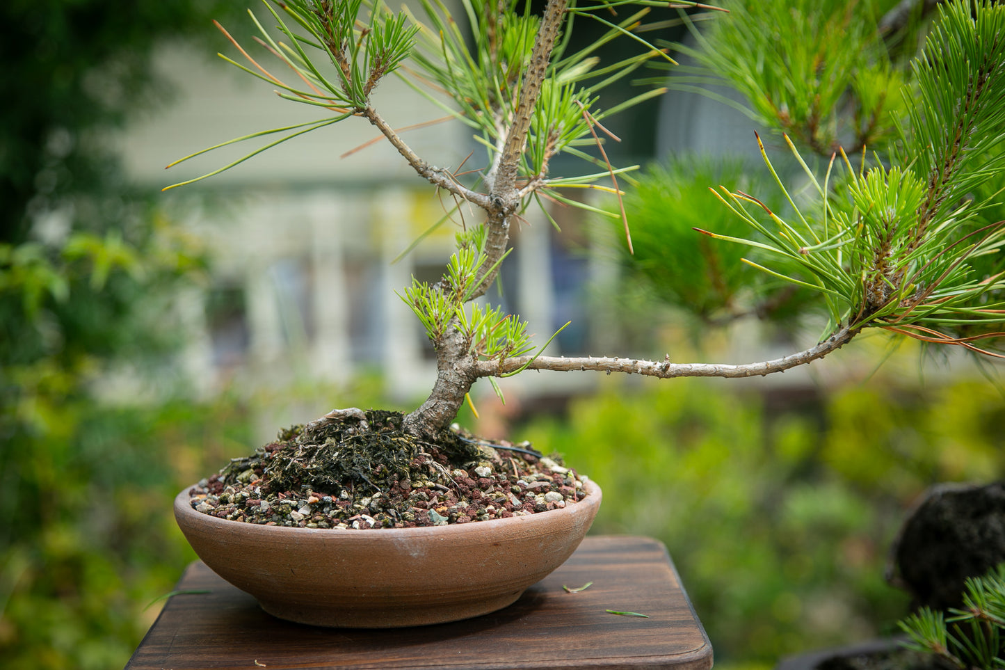 Pre-Bonsai Japanese Black Pine Bonsai (JBP013)