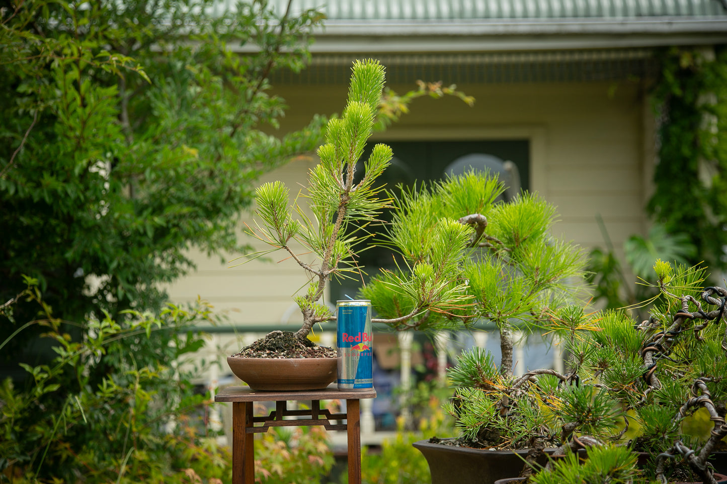 Pre-Bonsai Japanese Black Pine Bonsai (JBP013)
