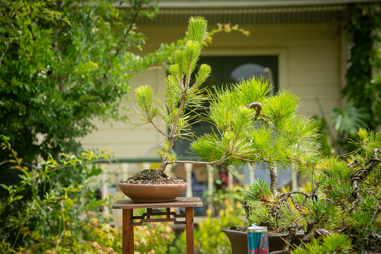 Pre-Bonsai Japanese Black Pine Bonsai (JBP013)