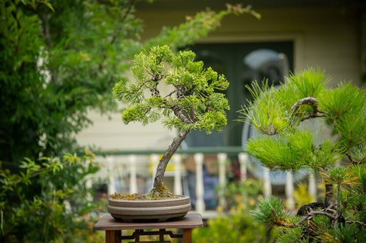 Juniper Bonsai in NZ Ceramic(JB03)