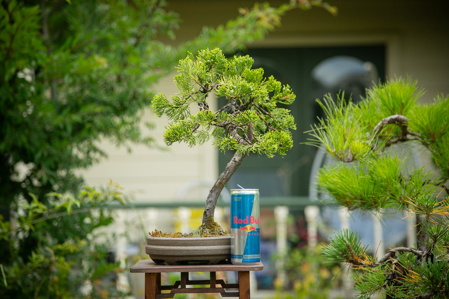 Juniper Bonsai in NZ Ceramic(JB03)