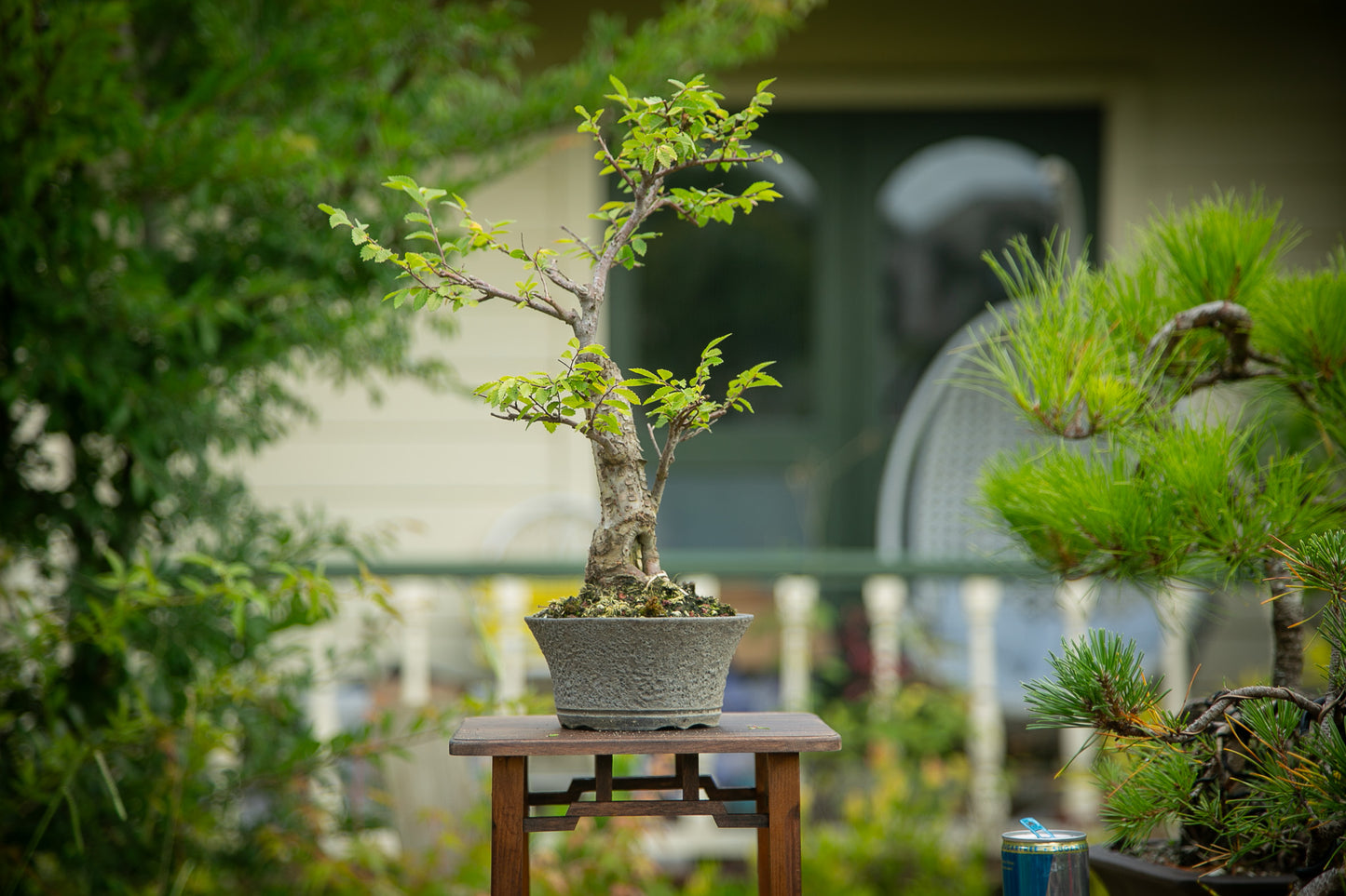 Chinese Elm in NZ Ceramic (LCE04)