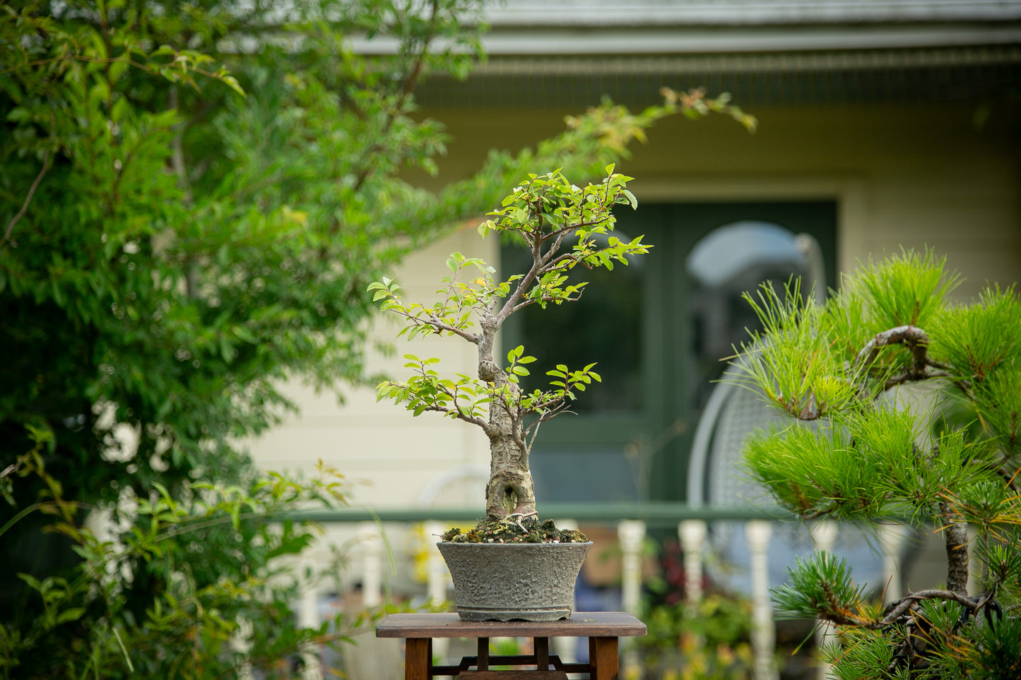Chinese Elm in NZ Ceramic (LCE04)