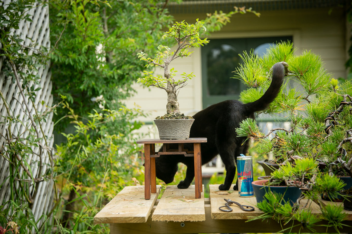 Chinese Elm in NZ Ceramic (LCE04)