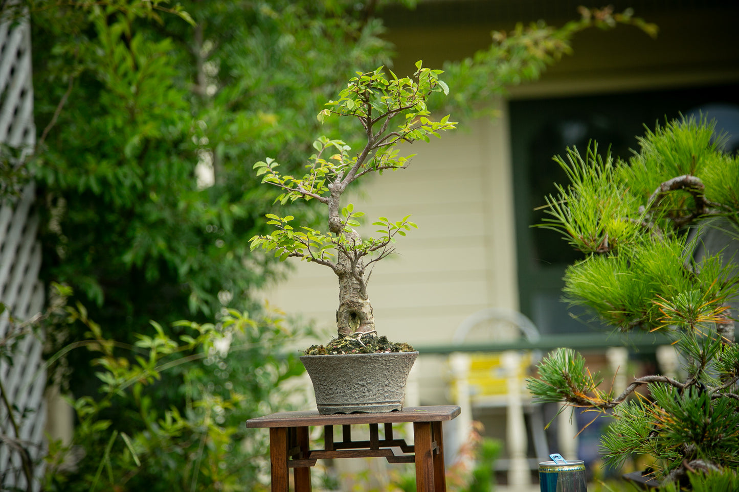 Chinese Elm in NZ Ceramic (LCE04)