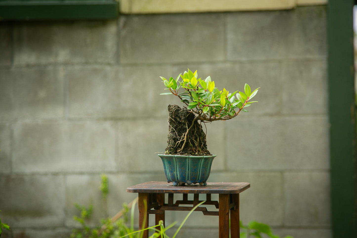 Root over rock Pōhutukawa (RRP08)