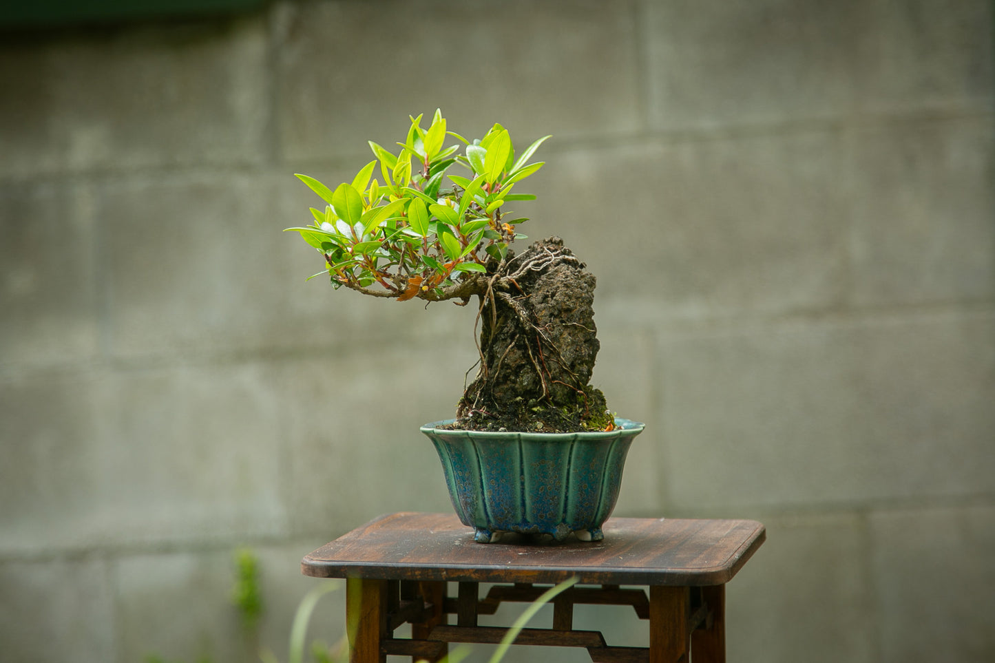 Root over rock Pōhutukawa (RRP08)