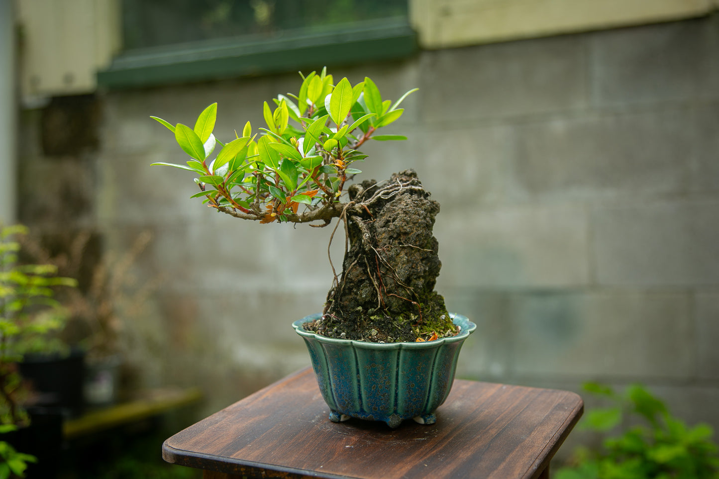 Root over rock Pōhutukawa (RRP08)