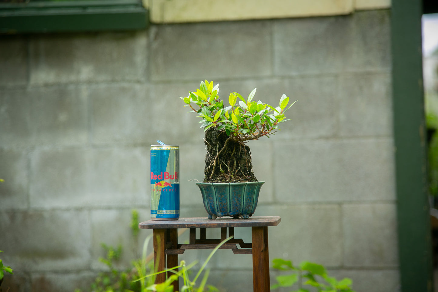 Root over rock Pōhutukawa (RRP08)