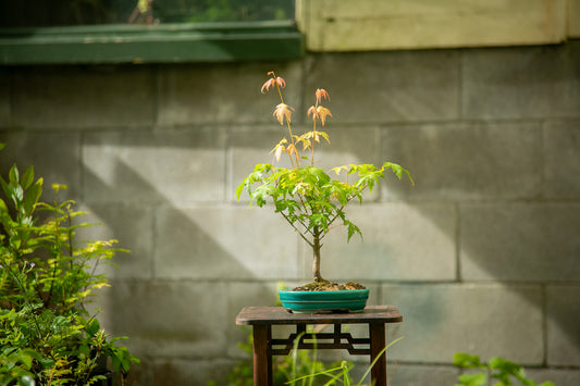 Small maple bonsai (SMB013)