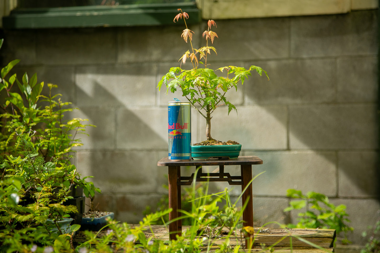 Small maple bonsai (SMB013)