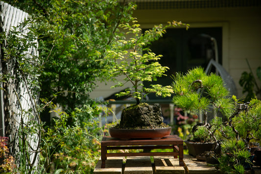 Root over rock Dawn Redwood (RDR003)