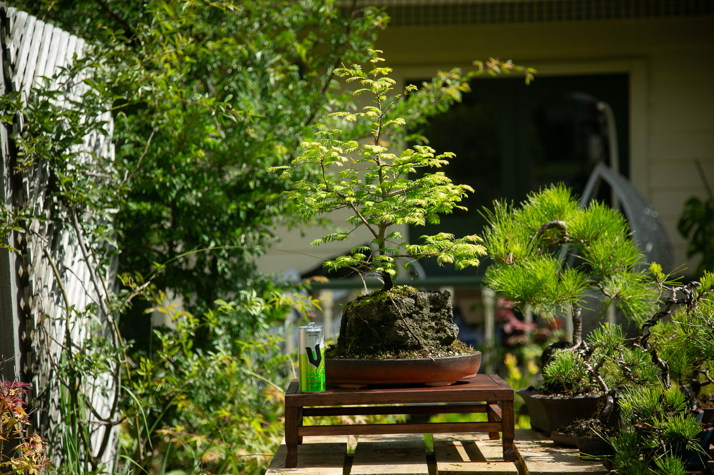 Root over rock Dawn Redwood (RDR003)