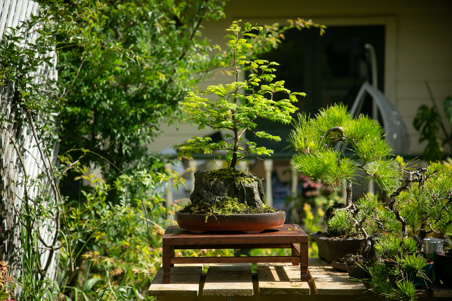 Root over rock Dawn Redwood (RDR003)