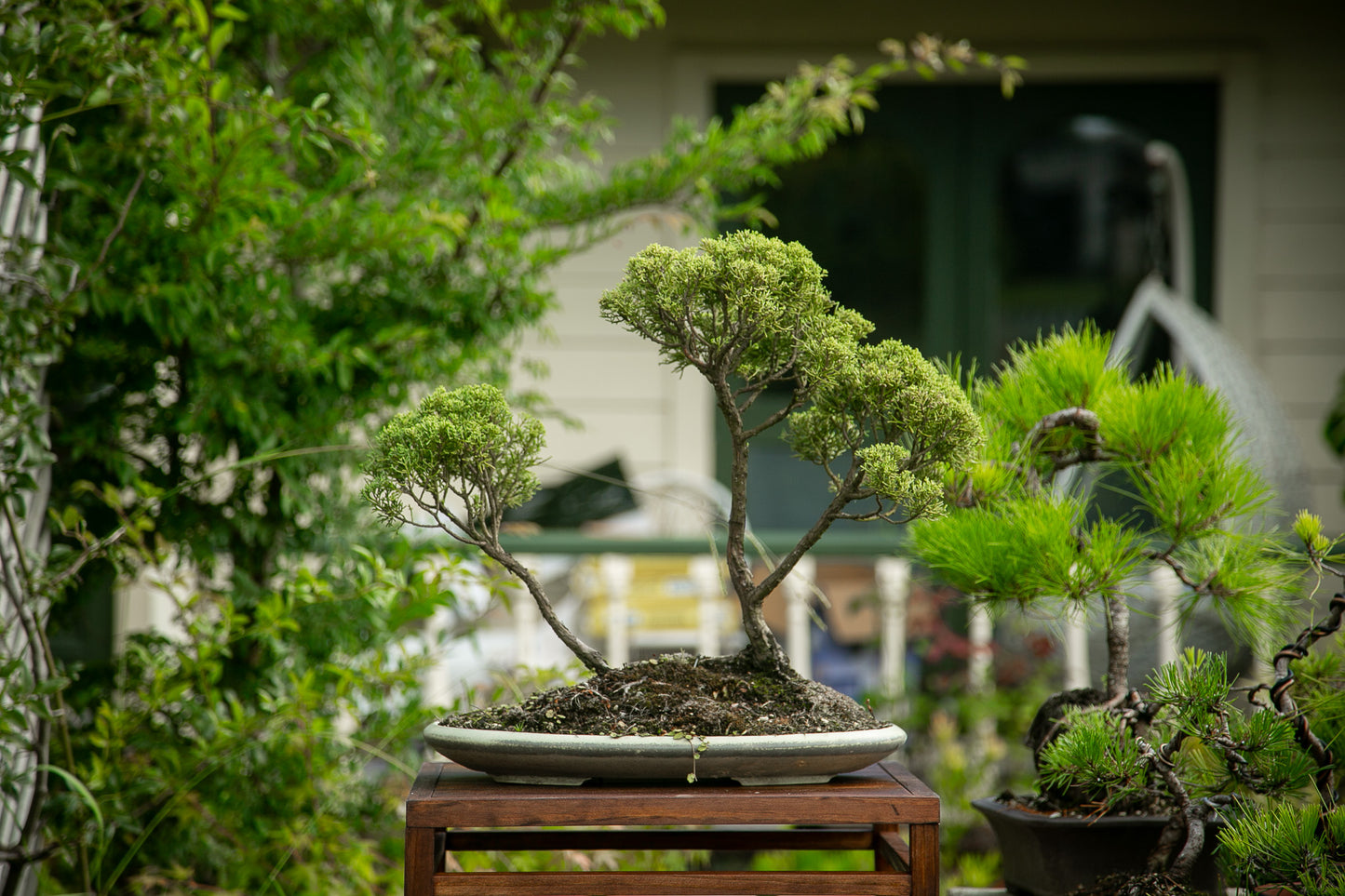 Large Juniper Planting