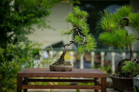 Scots Pine in New Zealand made Ceramic SP007)