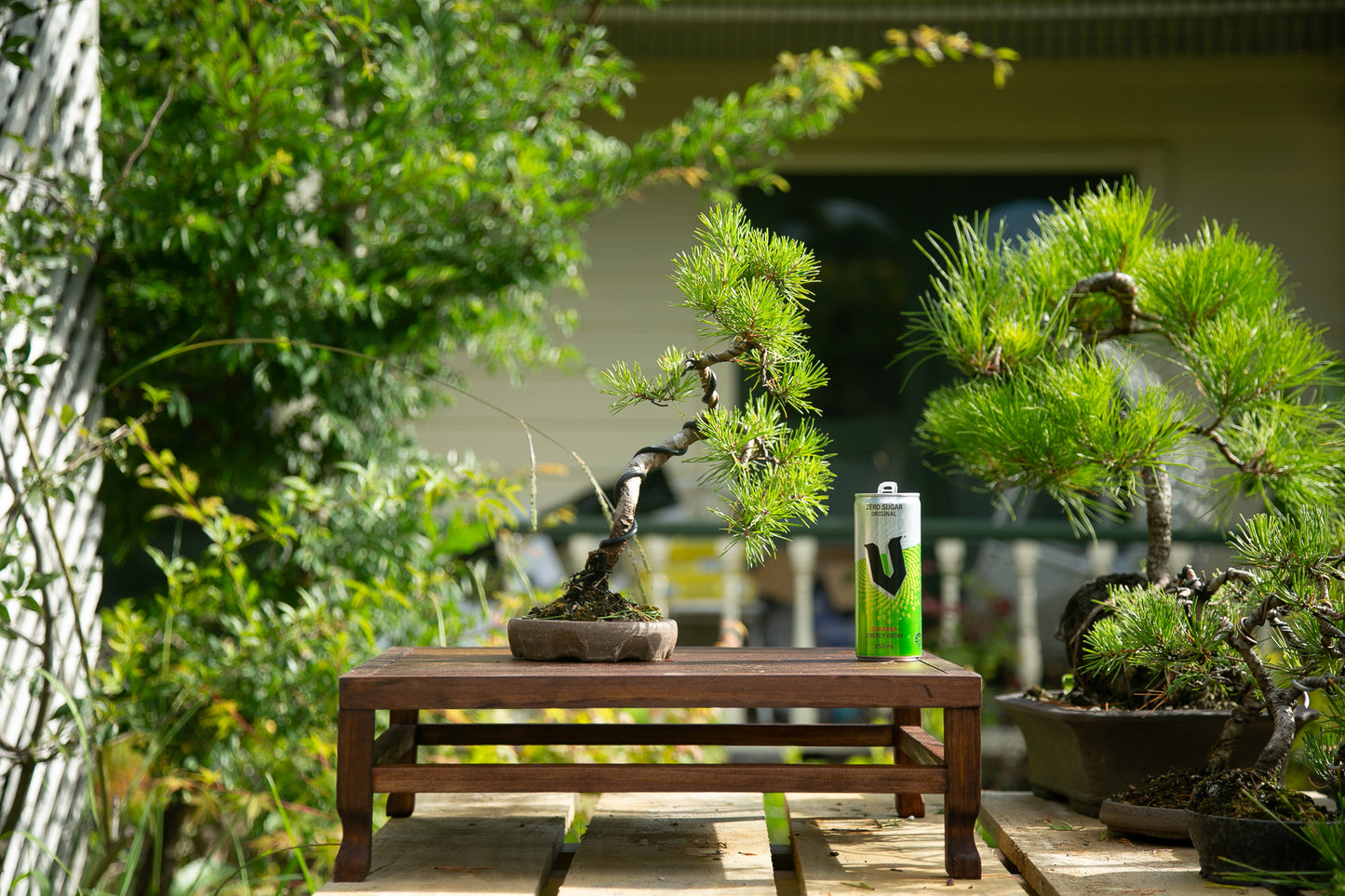 Scots Pine in New Zealand made Ceramic SP007)
