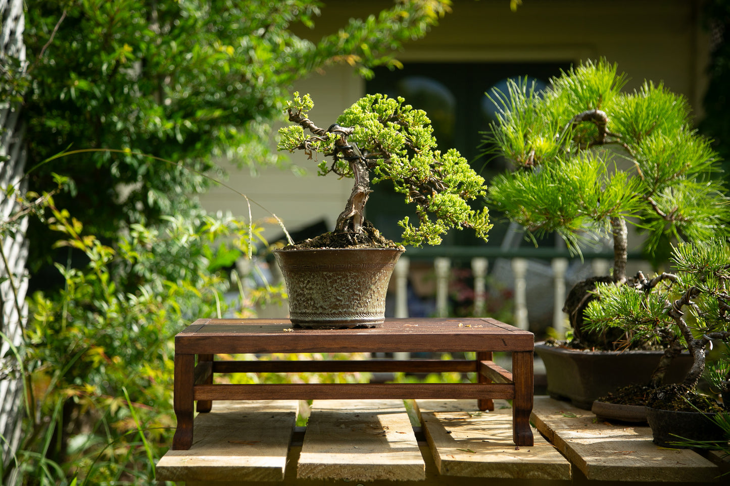 Old Juniper bonsai (LJ002)