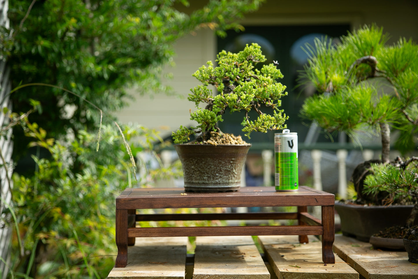 Old Juniper bonsai (LJ002)
