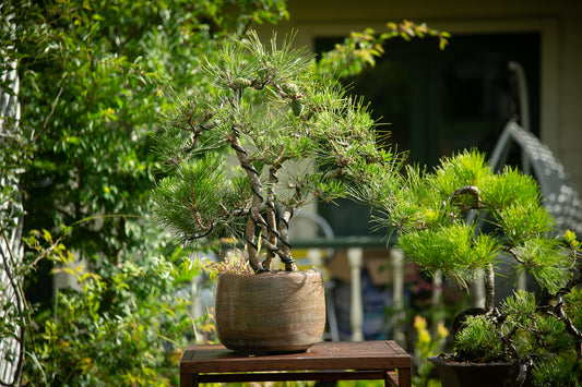 Japanese Black Pine Clump (LP008)