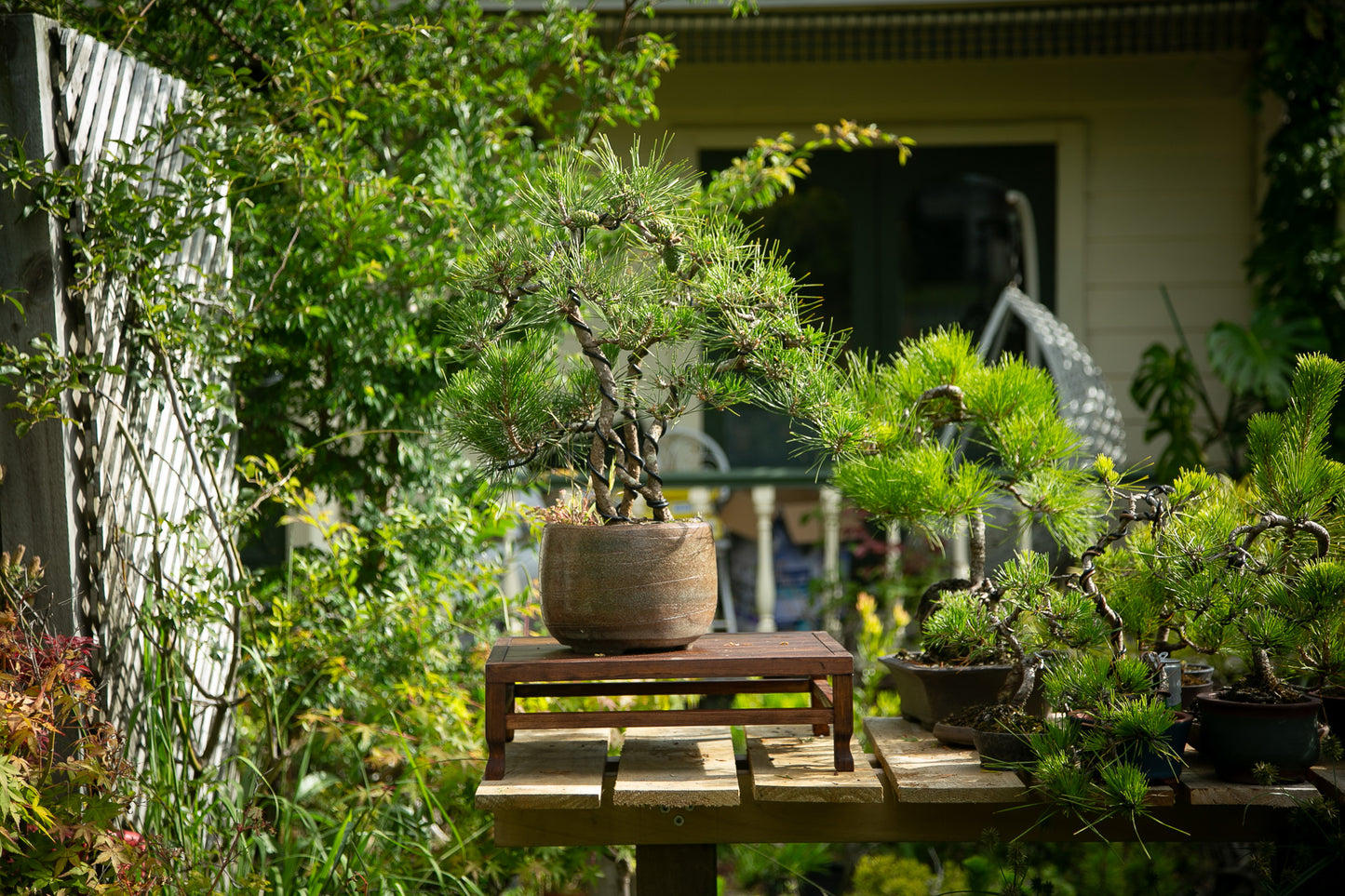 Japanese Black Pine Clump (LP008)