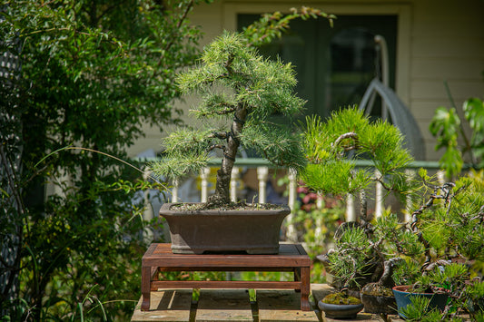 Large cedar bonsai (CB002)