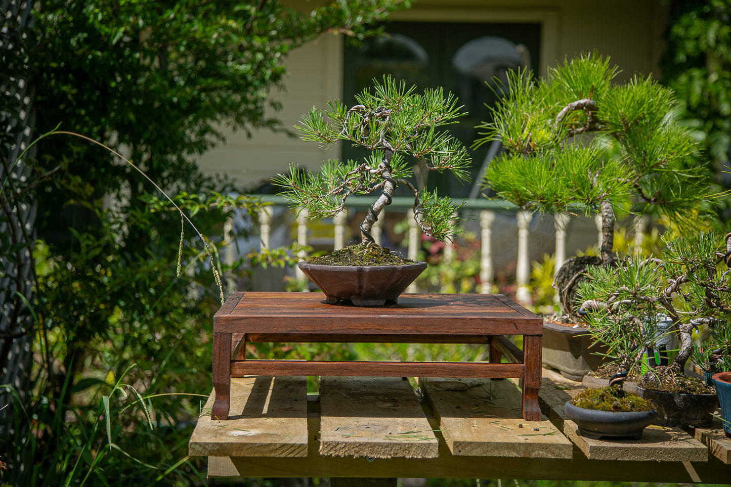 Scots Pine Bonsai (SP002)