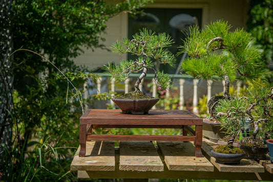 Scots Pine Bonsai (SP002)