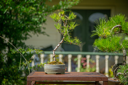 Japanese Black Pine Bonsai (JBP002)