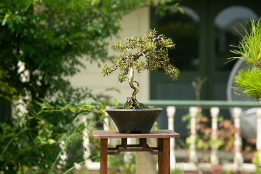 Totara bonsai (TB001)