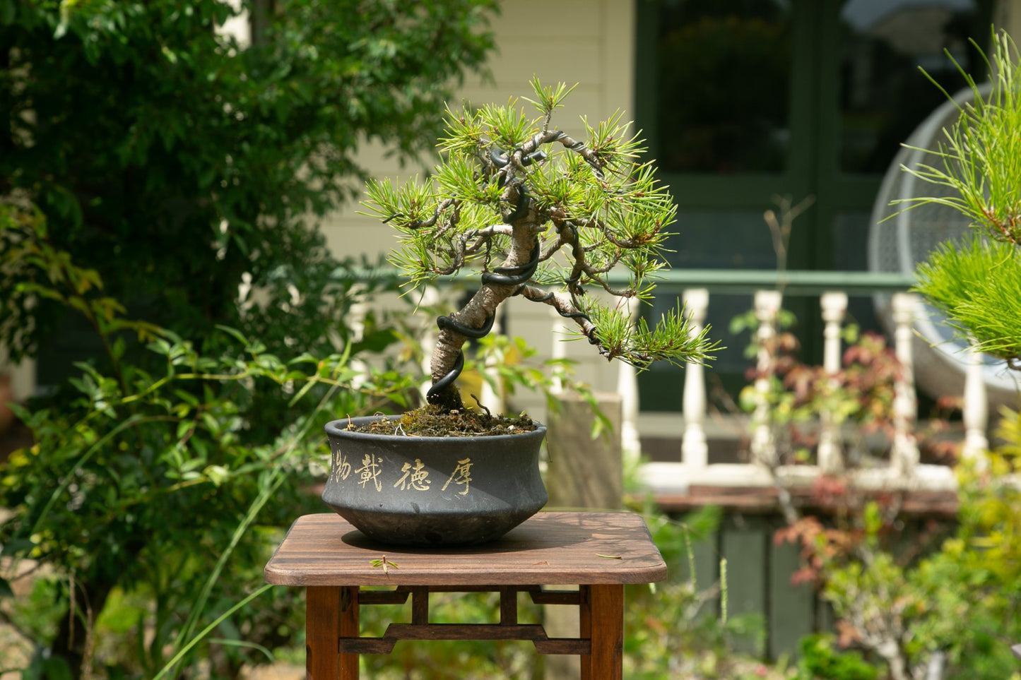 Scots Pine Bonsai (SP001)