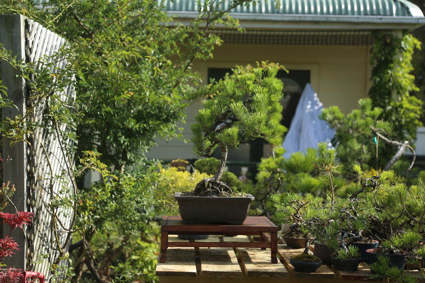 Old Japanese Black Pine (LP005)